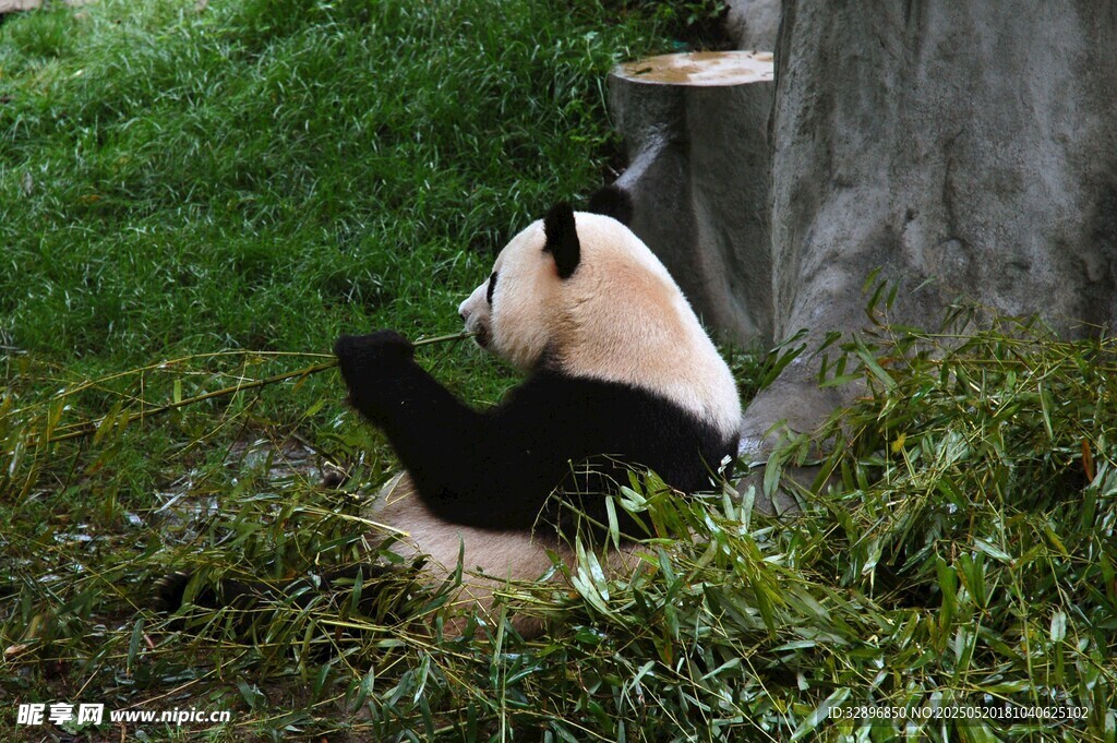 熊猫坐草地背靠树干进食
