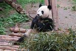 熊猫惬意享用新鲜竹子