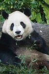 憨态可掬的大熊猫进食中