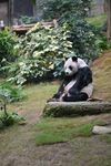 熊猫坐木旁享受悠闲时光