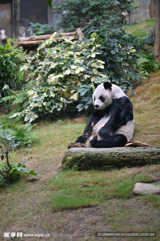 熊猫坐木旁享受悠闲时光