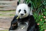 熊猫惬意进食