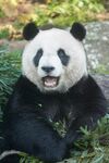 憨态可掬的大熊猫