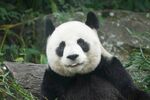 憨态可掬的大熊猫