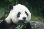 憨态熊猫惬意食竹