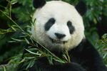 憨态熊猫啃食鲜嫩竹子