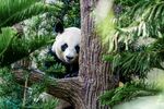 熊猫躲树后好奇张望