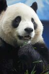 憨态熊猫惬意食竹