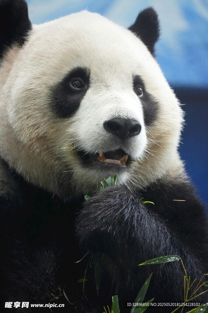 憨态熊猫惬意食竹