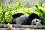 熊猫惬意躺卧在木头上