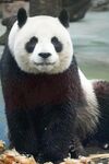可爱大熊猫坐于木石间