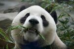 熊猫惬意进食鲜竹叶