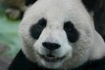 可爱大熊猫咧嘴微笑