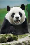 憨态可掬的大熊猫
