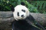 憨态可掬的大熊猫