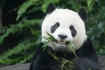 熊猫惬意进食鲜竹叶