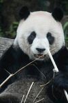 熊猫惬意享用竹子