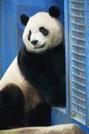 可爱熊猫倚门而立
