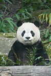 憨态可掬的大熊猫