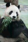 熊猫惬意进食鲜绿竹子