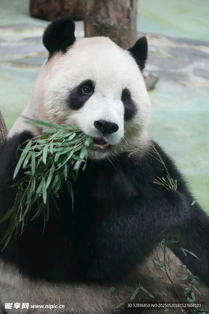 熊猫惬意进食鲜绿竹子