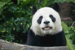 憨态可掬的大熊猫