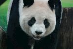 憨态可掬的大熊猫