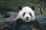 憨态可掬的大熊猫