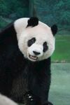 憨态可掬的大熊猫
