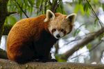 小熊猫坐于树枝间