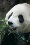 大熊猫惬意享用鲜嫩竹子