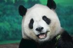 憨态可掬的大熊猫