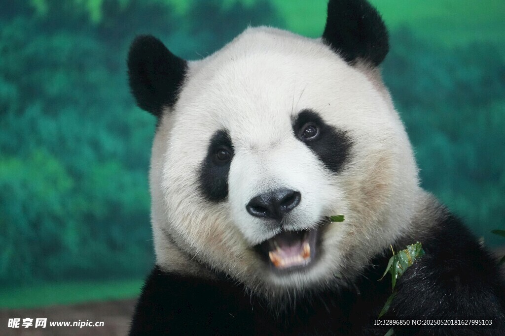 憨态可掬的大熊猫