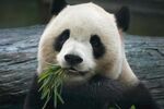 熊猫惬意进食鲜竹叶