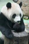 熊猫惬意抱桩吃竹叶