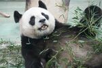憨态可掬的大熊猫吃竹子