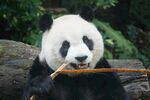 熊猫惬意啃食竹子