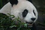 熊猫惬意进食嫩绿竹叶