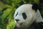 憨态可掬的大熊猫