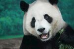 憨态熊猫张嘴食鲜竹叶