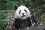 张嘴熊猫坐于绿植间