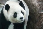 可爱大熊猫靠在树干旁