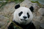 憨态可掬的大熊猫