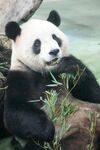 熊猫惬意进食鲜竹叶