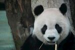 熊猫惬意吃竹子