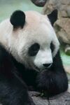 憨态可掬的大熊猫