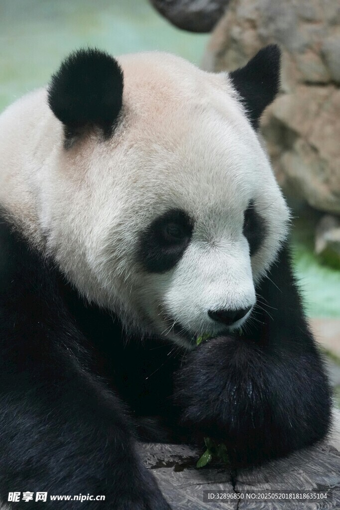 憨态可掬的大熊猫
