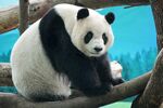 可爱大熊猫坐于树枝间