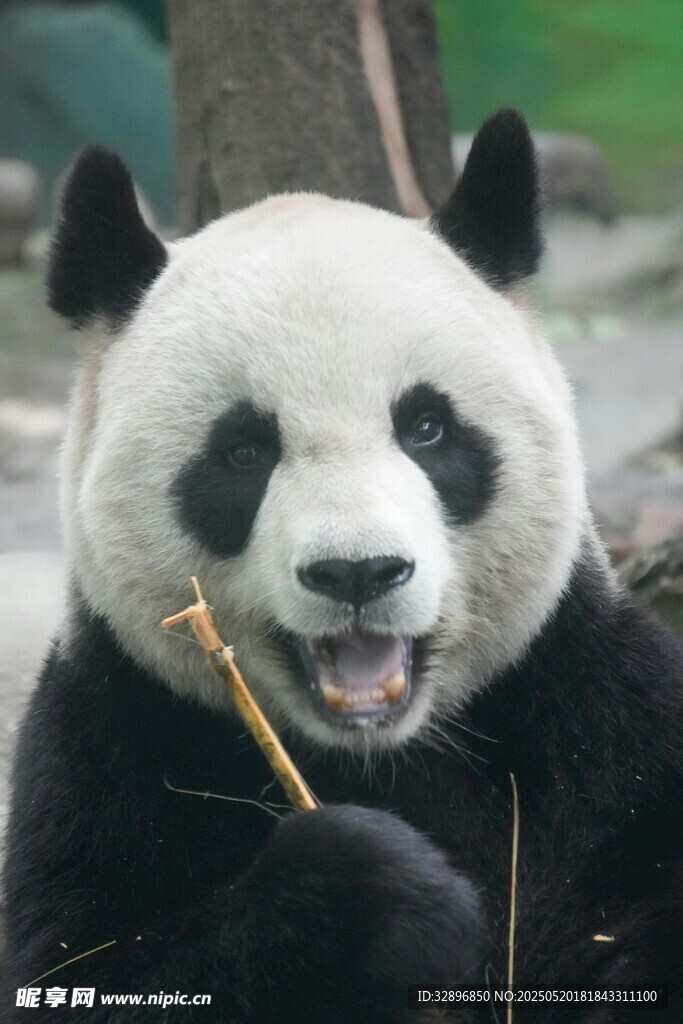 憨态熊猫啃食竹子瞬间