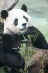 憨态熊猫惬意食竹